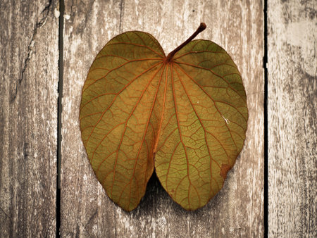dry  leaf on rusty wood table background, leaf texture