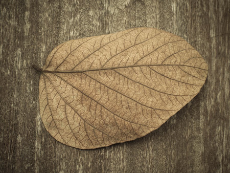 dry  leaf on rusty wood table background, leaf textureの写真素材