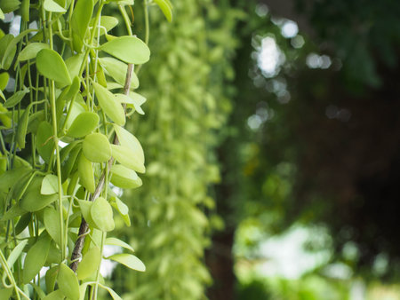 hanging green plant on blur backgroundの写真素材