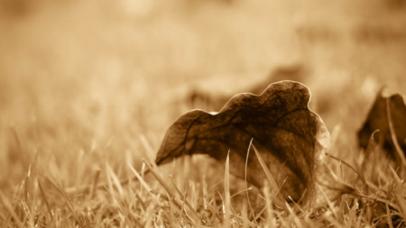 brown dry leaves fall on the grass use as backgroundの写真素材