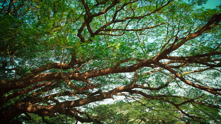 massive tree branches with green leaves under day lightの写真素材