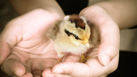 newborn fluffy chick in hand, life conceptの写真素材