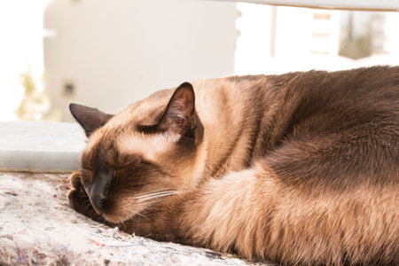 Siamese cat sleeping on the balconyの写真素材