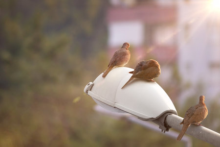 Laughing doves (Streptopelia senegalensis) standing on street lamp with city backgroundの写真素材