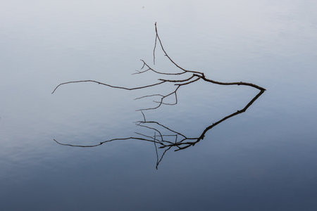 Dry branch in the lake. Minimalismの写真素材