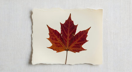 Red maple leaf pressed on aged paper against white woodの素材