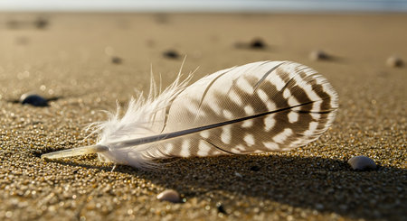 Close up of a delicate striped bird feather resting on wet, textured beach sand at sunriseの素材