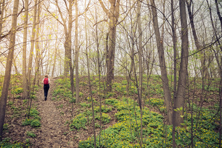 Tourist with red backpack climbing hill in forest in summer. Freedom and close to nature concepts.の写真素材