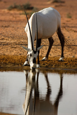 Oryx Drinking Waterの写真素材