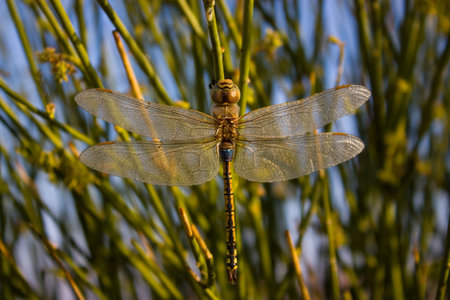 Dragon Fly Pausing In A Bushの写真素材