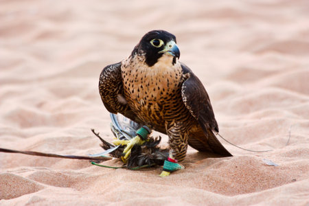 Peregrine falcon holding caught lure preyの写真素材