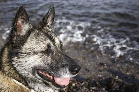 happy wety dog at seaの写真素材