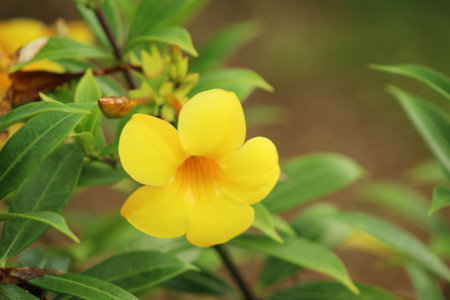 Golden trumpetの写真素材