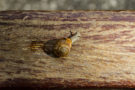  snail crawling on a wooden surface in a park