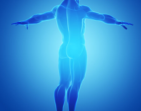 male body under X-rays  without the skeleton  isolated on blue backgroundの写真素材