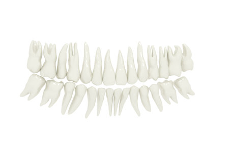 3d rendering of human teeth