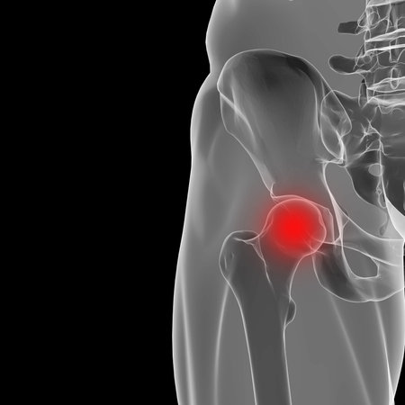 3d rendering of human hip joint. X-Ray 