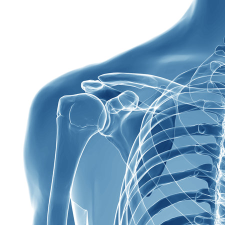 Shoulder / Scapula / Clavicle - Anatomy Bones isolated on whiteの写真素材