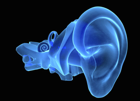 3D illustration of ear anatomy with Eardrum, malleus, incus and stapesonの写真素材