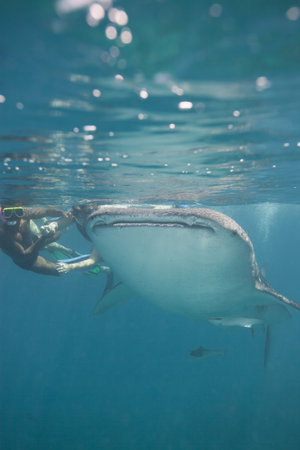 Snorkeling with a huge whale sharkの写真素材