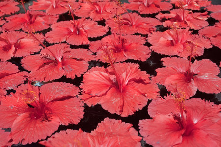 Roses of Sharonの写真素材