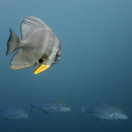 Three tunas passing a huge bat fish