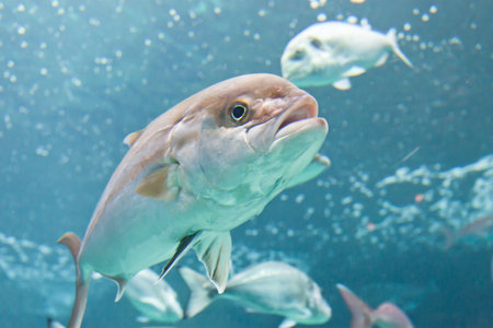 Fish Crete Greeceの写真素材