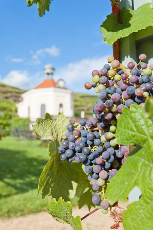 Vinicultureの写真素材