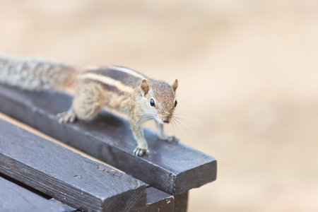 Trustingly Squirrel, Ahungalla, Sri Lanka, Asiaの写真素材