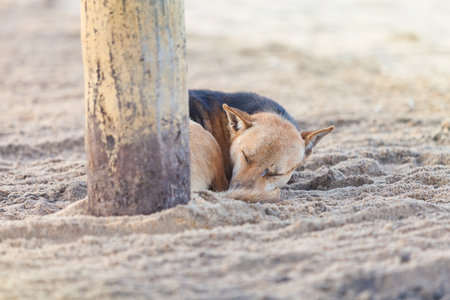 Sleeping dog at the beach, Sri Lanka, Asiaの写真素材