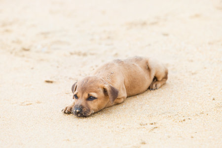 Puppy relaxing at the beach, Sri Lanka, Asiaの写真素材