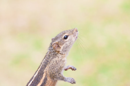Sniffing Squirrel, Ahungalla, Sri Lanka, Asiaの写真素材