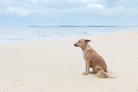 Enjoying the wind, Sri Lanka, Asia