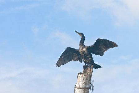 Madu Ganga, Balapitiya, Sri Lanka - A cormorant spreading its huge wings while shoutingの写真素材