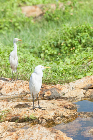 Galle, Sri Lanka, Asia - White asian egrets having a rest at a small river in Galleの写真素材