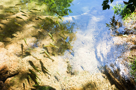 Krka, Sibenik, Croatia, Europe - Trouts swimming slowly enjoying the warm sunの写真素材