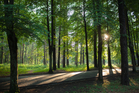 summer sunlight breaking through the treesの写真素材