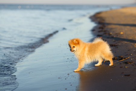 Cute puppy German Spitz running on the beach selective focusの写真素材
