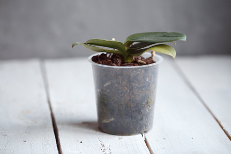 orchid in a pot without flowersの写真素材