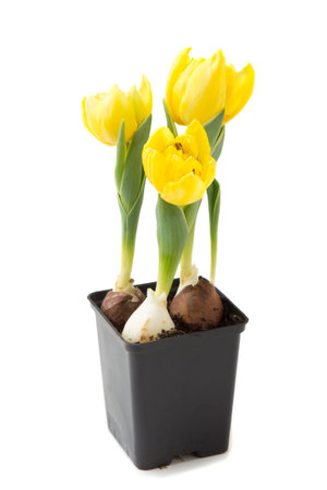 Yellow tulips in flower pot in spring isolated over white backgroundの写真素材