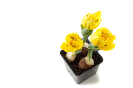 Yellow tulips in flower pot in spring isolated over white background. Top viewの写真素材
