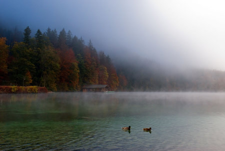 Two wild ducks swimming in the misty Alpine lake (Alpsee) beneath the Neuschwanstein castle, with some fall forest and the boat house in the background の写真素材