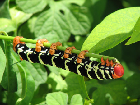 Pseudosphinx tetrioの写真素材