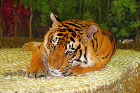Lying red tiger. Thai zoo.のeditorial素材