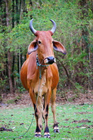 Zebu cow, Thailandの写真素材