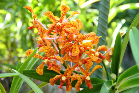 Branch of orange Mokara orchid closeup