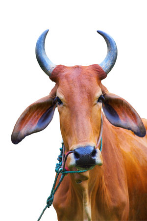 Portrait of zebu cow, Thailandの写真素材