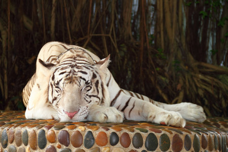 Sleepy white tiger in zooの写真素材