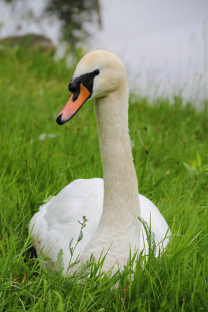 Beautiful swan in the grass near the pondの写真素材