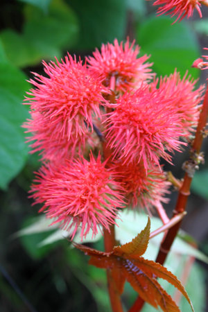 Castor oil plant closeupの写真素材